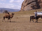Mongole schleppt Kamel ab