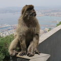 Berberaffe auf dem Fels von Gibraltar